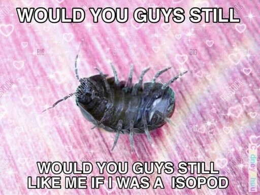 "would you still love me if I were an isopod (aka rolly pokley or pill bug)" with a photo of the animal upside down being cute