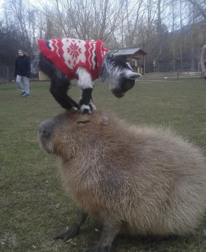 A cat standing on a capybaras head.