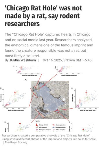 The “Chicago Rat Hole” captured hearts in Chicago and on social media last year. Researchers analyzed the anatomical dimensions of the famous imprint and found the creature responsible was not a rat, but most likely a squirrel. 