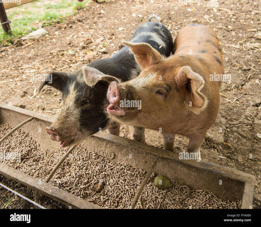 Pigs like me waiting to eat