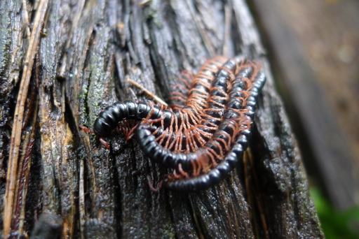 Centipedes