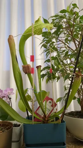 A Sarracenia carnivorous plant with a HUGE "neck" twisted to the right in a bad angle and a "neck brace"