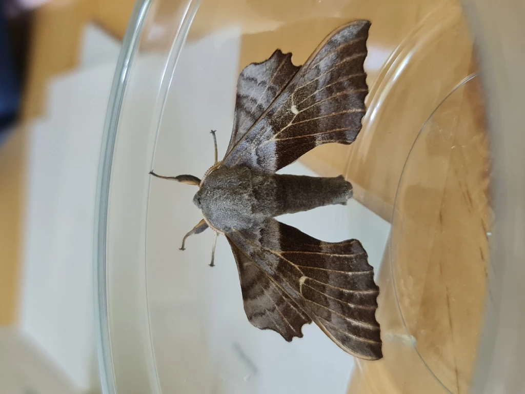 Poplar hawk moth