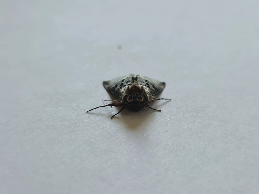 spectacle moth,