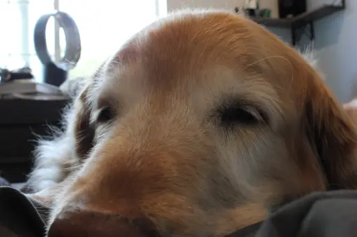 Stellar chilling on the bed.