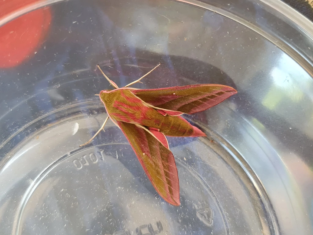 elephant hawk moth,