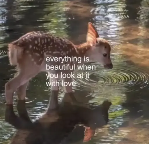 Picture of a baby deer looking at some ripples in a lake with the overlaid: "everything is beautiful when you look at it with love".