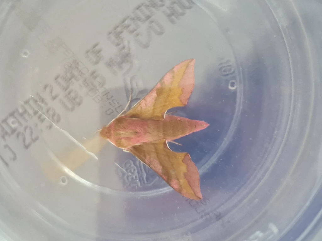 small elephan hawk moth,