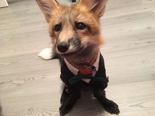 A young pet red fox, looking partly towards you, sitting on a laminate wooden floor, dressed up with a tuxedo.