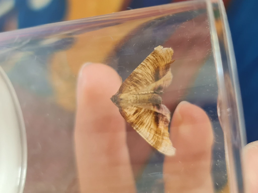 scorched wing moth,