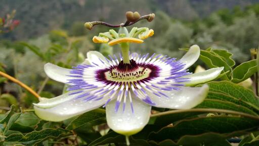 Photographie d'une passiflore. Environ 8 grands pétales blancs, surmontés de pétales blancs et violets en forme d'aiguille, disposés en éventail. Au centre, des zones violet foncé et vertes se déploient en éventail autour de l'étamine. L'étamine est vert pâle. Cinq mèches jaunes y sont attachées. Au-dessus encore, on trouve trois tiges violettes et vertes ondulantes qui se terminent par une forme inférieure !