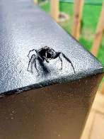 [OC] A little jumping spider.