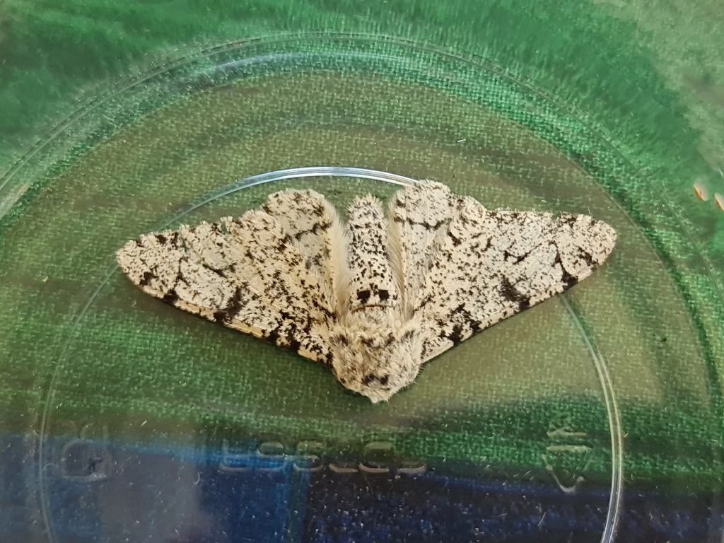 peppered moth,