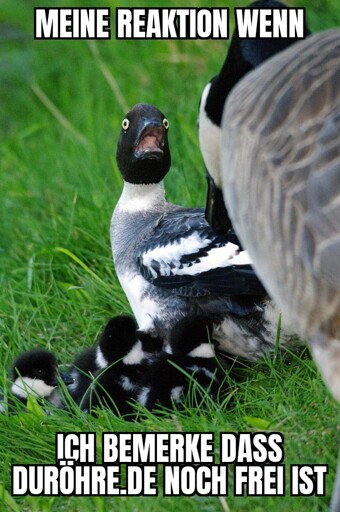 Eine Gans guckt aufgeregt in die Kamera. Darauf der Text: Meine Reaktion wenn ich bemerke dass duröhre.de noch frei ist