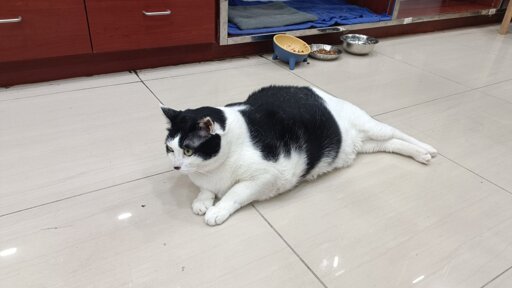 A fat black and white cat laying on the ground 