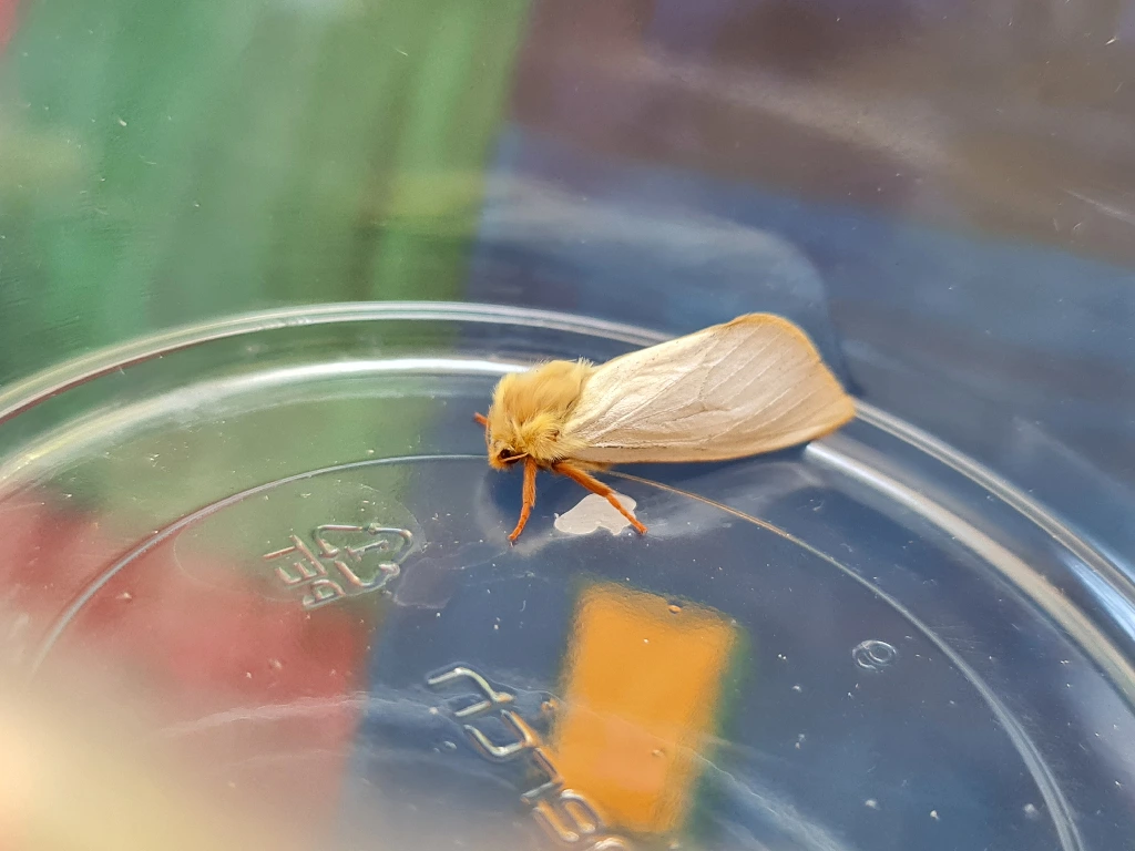 ghost moth,